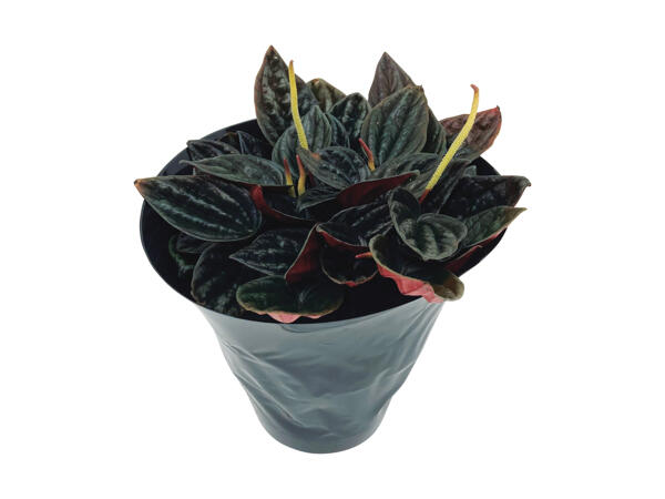 Peperomia