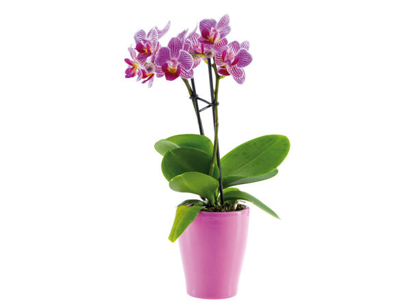 Kleine Orchidee in Keramiktopf