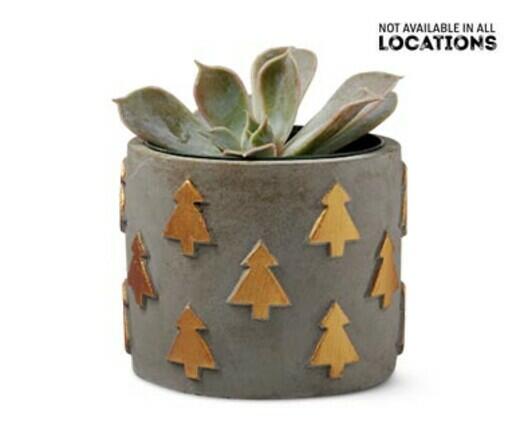 Holly Jolly Succulent