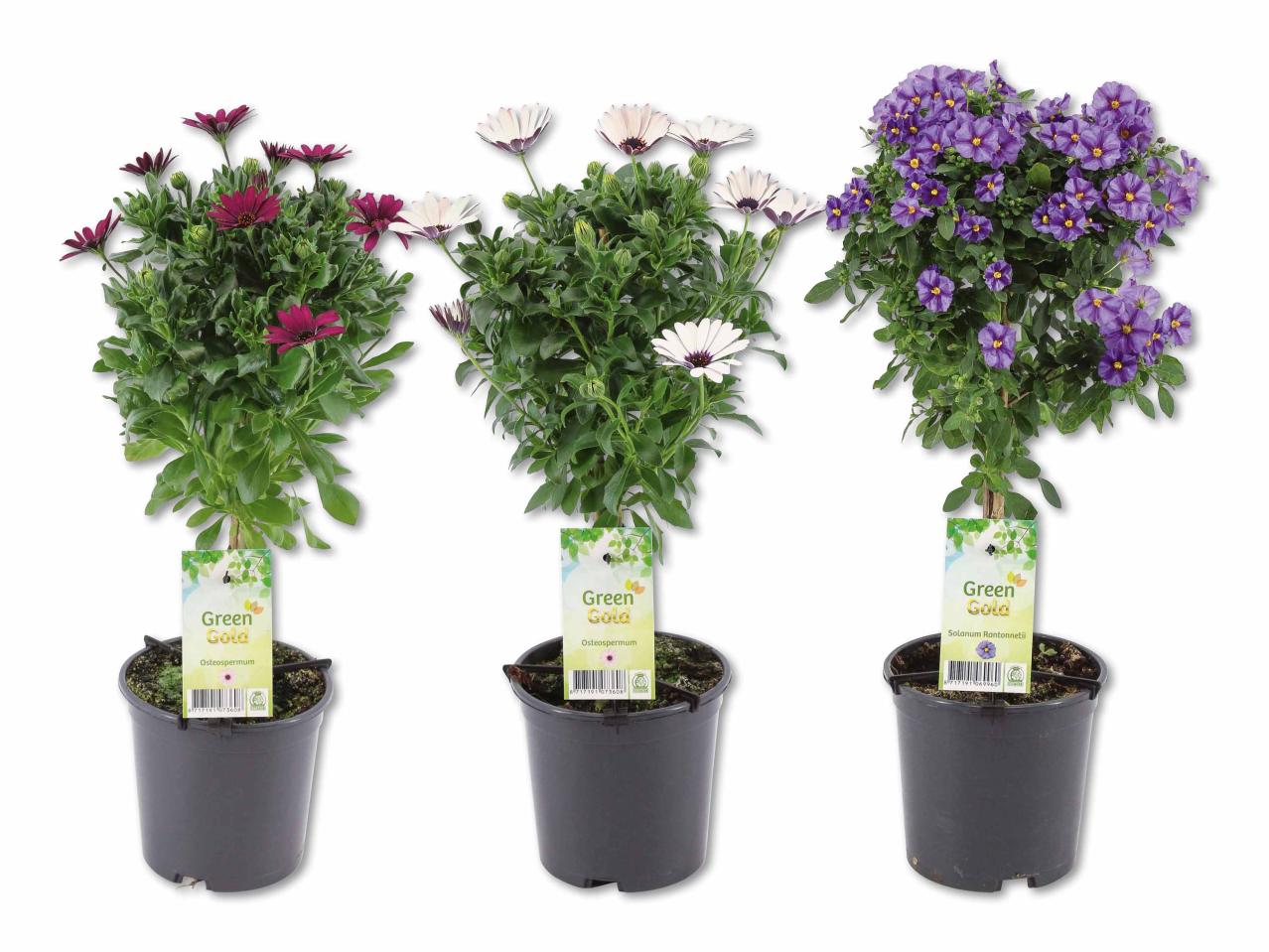 Arbustes sur tige osteospermum