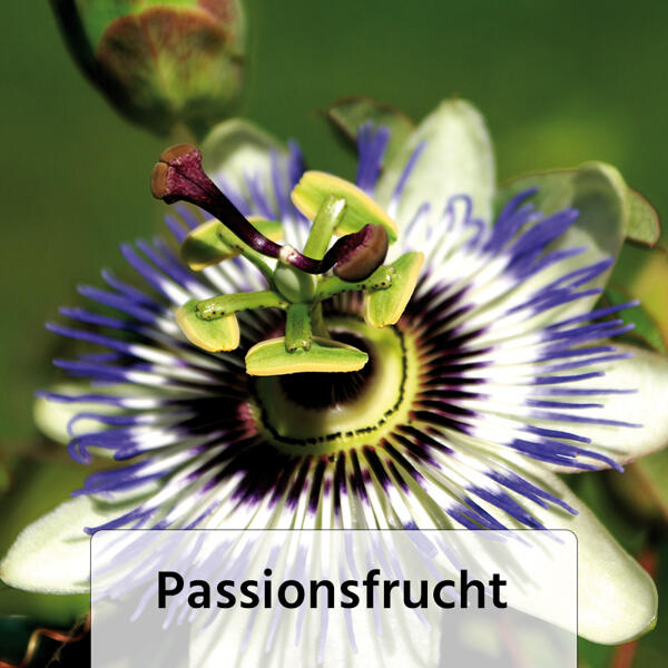 Exotische Früchte