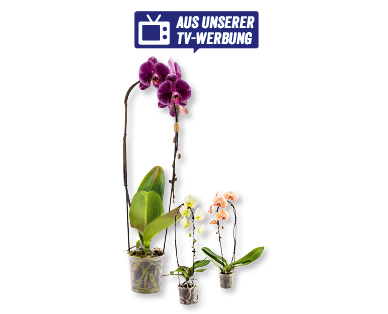 Phalaenopsis "Cascade"