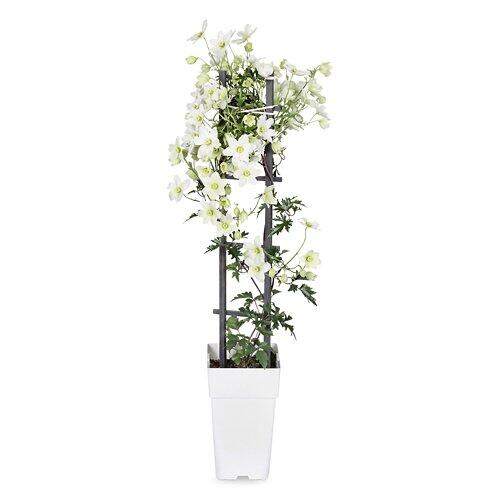 Jasmin/Clematis*