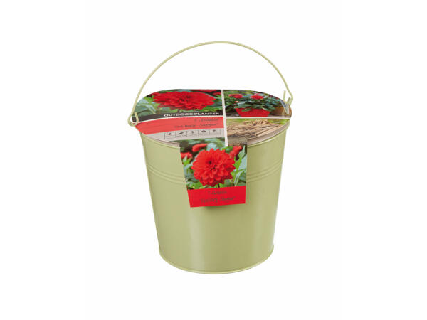 Bulbes à fleurs dans un seau en zinc