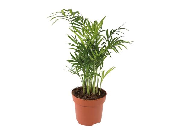 Assorted Green Plants