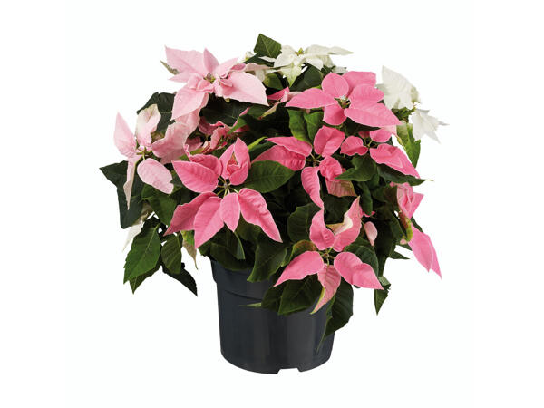 Weihnachtsstern Princettia Trio