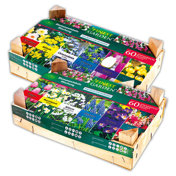 Farbenfroher Blumenzwiebeln Mix
