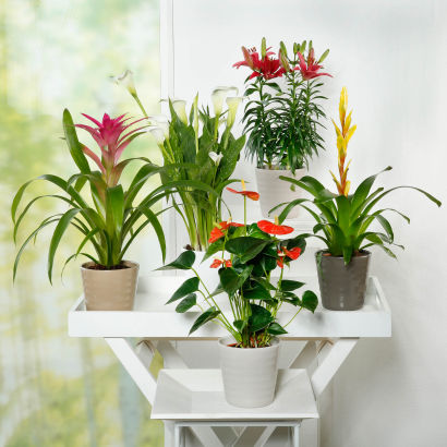 Eksotiske planter