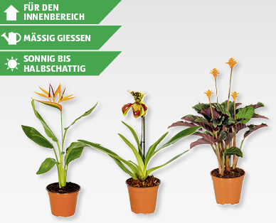 GARDENLINE(R) Blühpflanzen-Rarität
