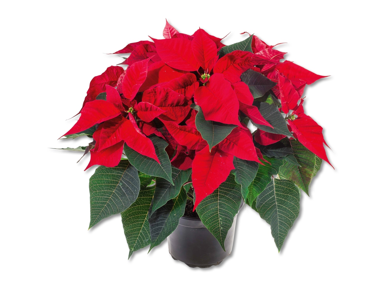 Arbuste de poinsettia
