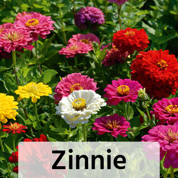 Sommer-Jungpflanzen