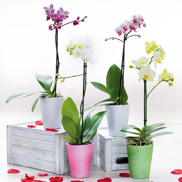 Midi-Orchidee