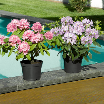 Rhododendron