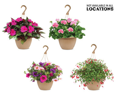 10" Hanging Basket