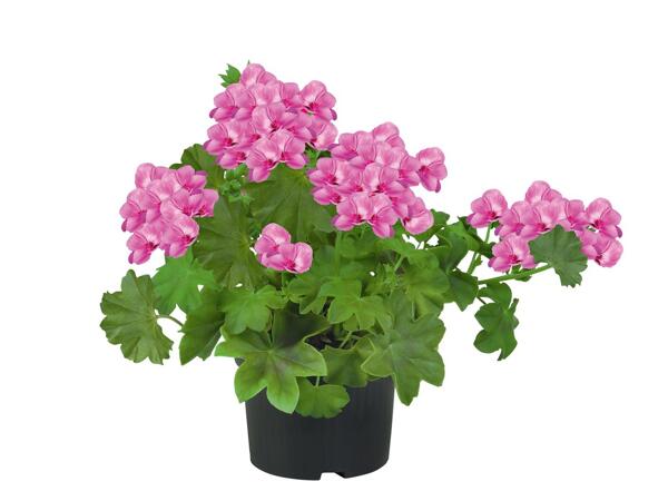 Trailing Geranium