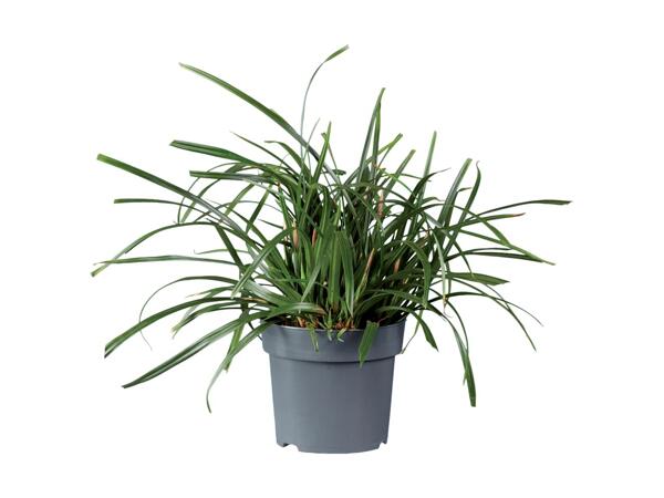 Ornamental Grass Mix