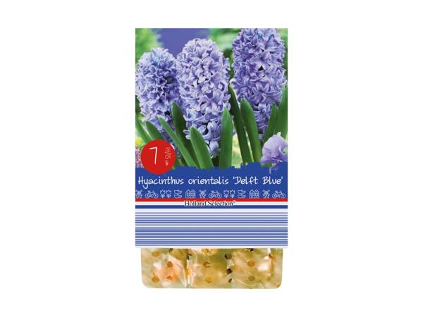 Forårsblomsterløg