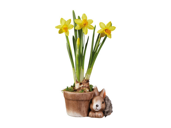 Daffodils in Decorative Pot