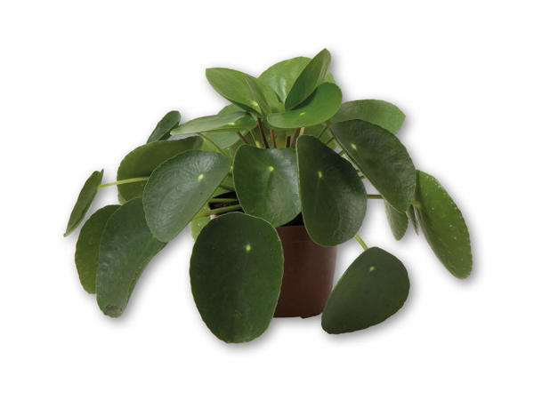Pilea peperomoides