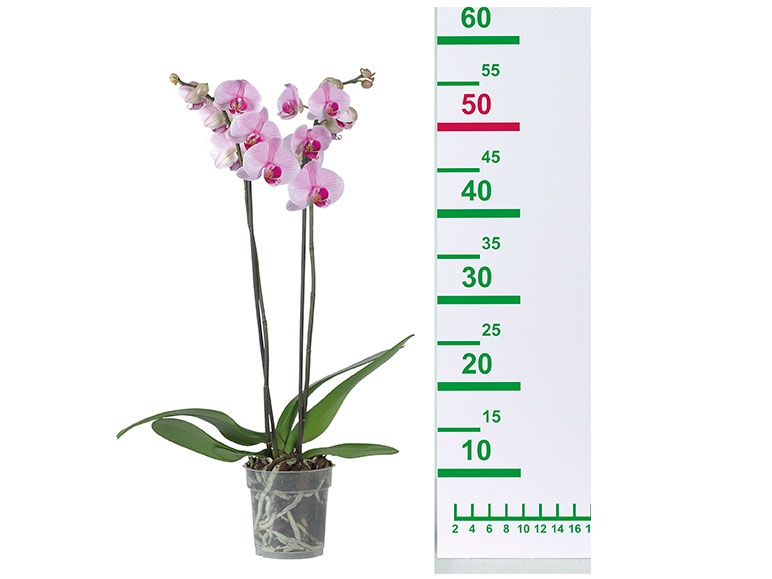 Twin Stem Orchid