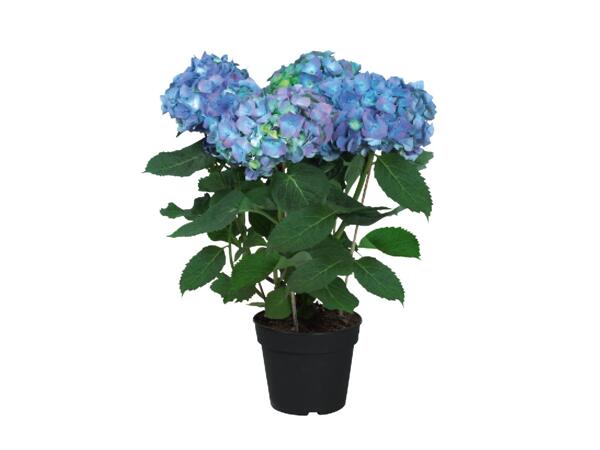 Hydrangea