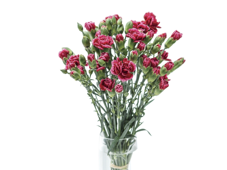 Spray Carnations