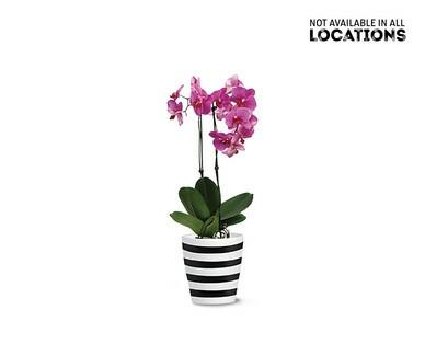 5" Easy Orchid