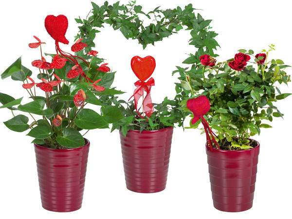 Anthurium, Stammrose und Hederaherz