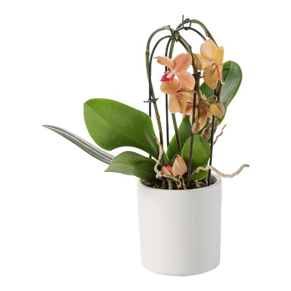 Orchidée