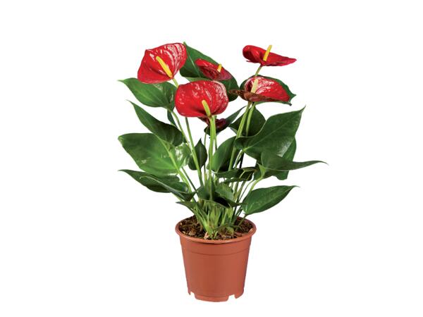 Anthurium Andraeanum