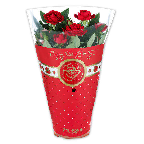 Topfrose