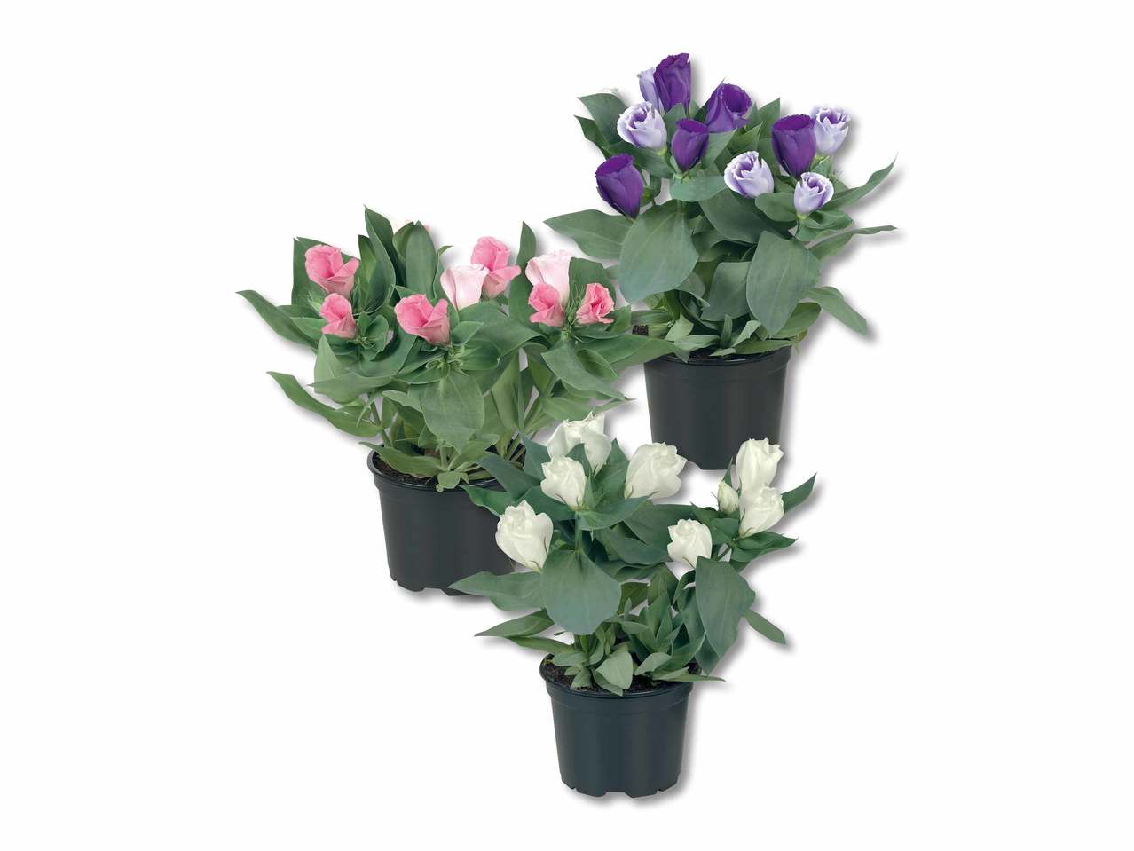Eustoma