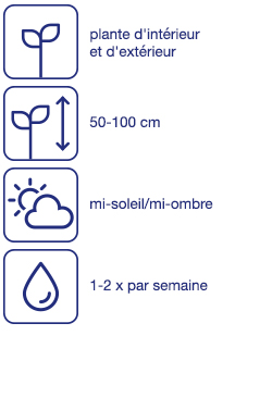 Herbes ornementales vivaces