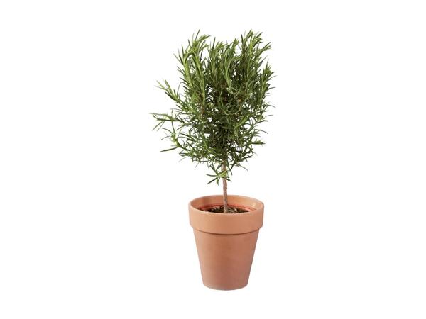 Grøn plante