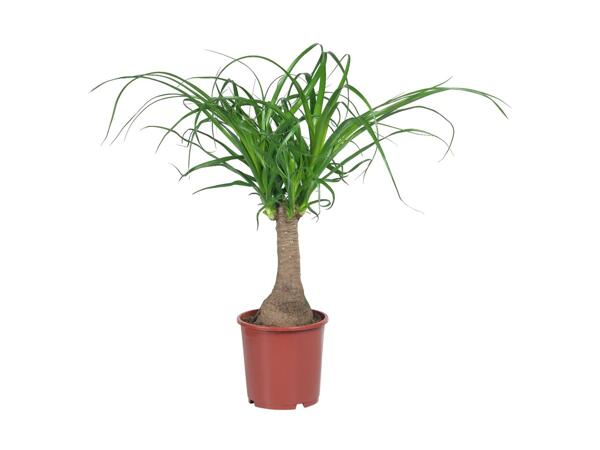 Exclusive Palm Mix