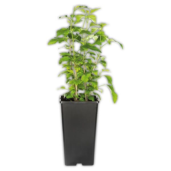 Gartenhibiskus