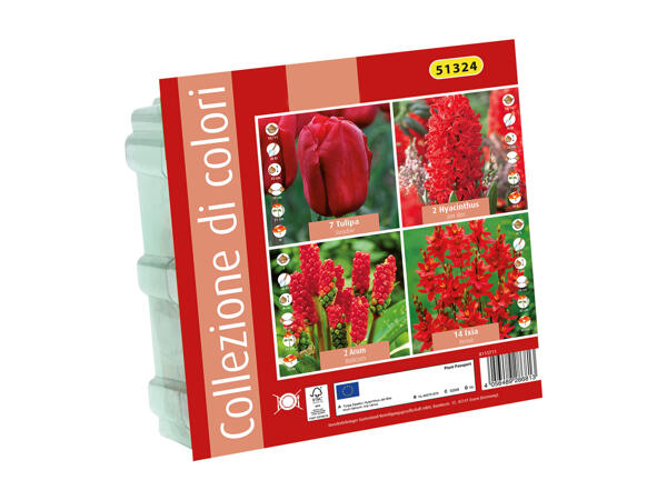 Flowering Bulbs