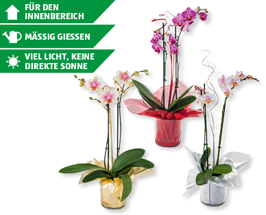Phalaenopsis Silvester