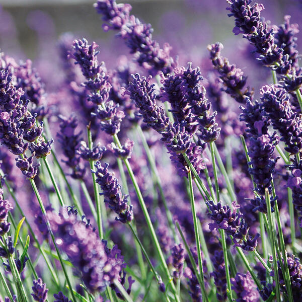 Garten Lavendel "Lavandula"