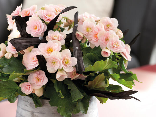 Begonia