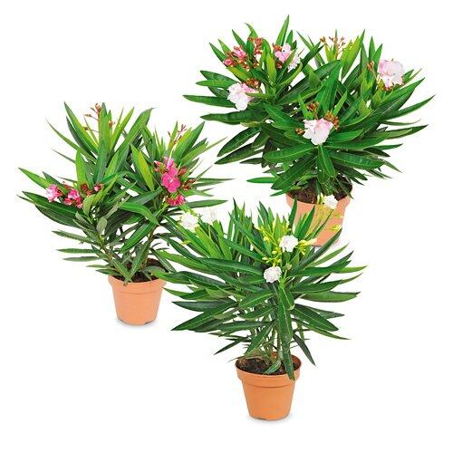 Oleander