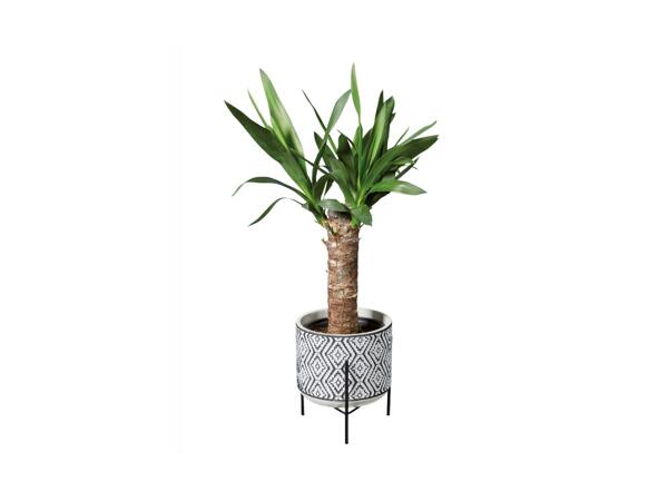 Easy Care Stand Plant