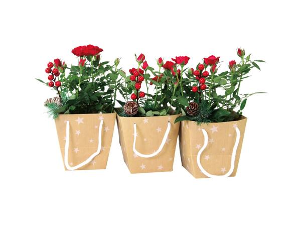 Rose Gift Bag