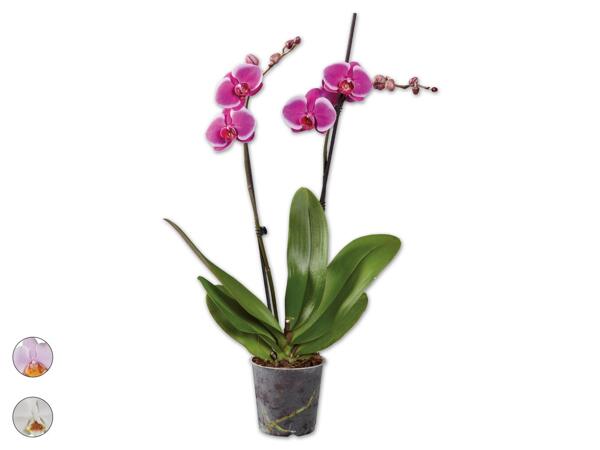 Schmetterlingsorchidee 2-Trieber