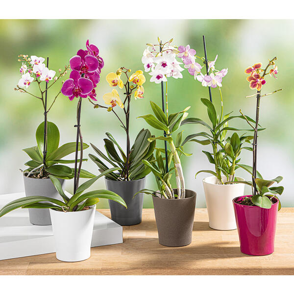 Orchideen Phalaenopsis