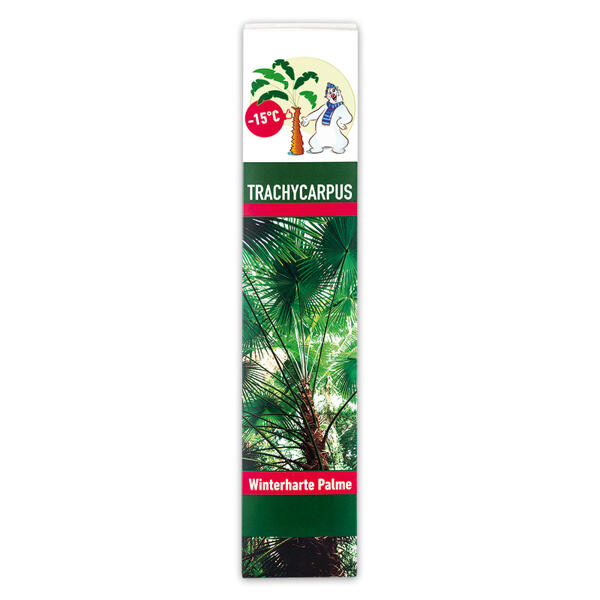Winterharte Palme