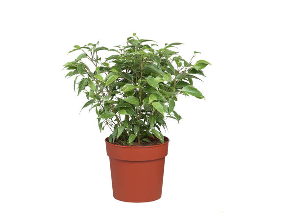 Assortiment de plantes vertes