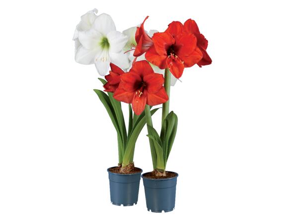 Amaryllis, 2-stänglar