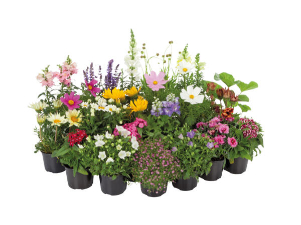 Perennials