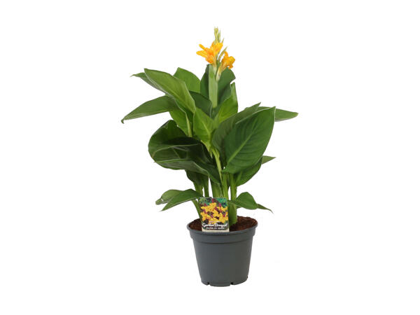 Mix canna da fiore (solo in Ticino e nella Svizzera francese)